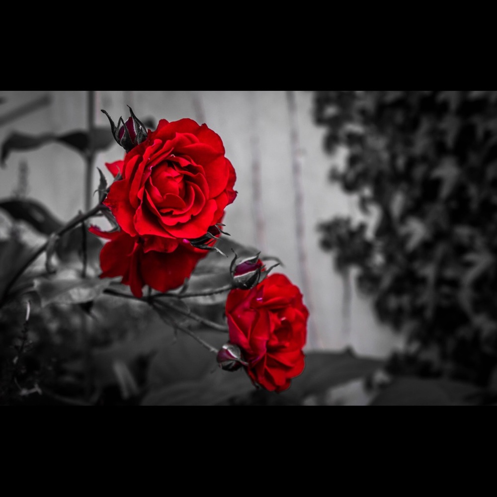 FOR ROSE🖤🖤🖤